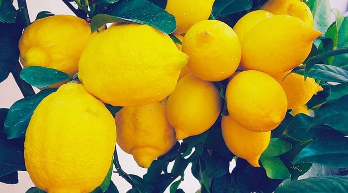 lemons on a tree which you use for lemon water
