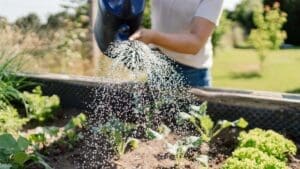 Woman watering her vegetable garden