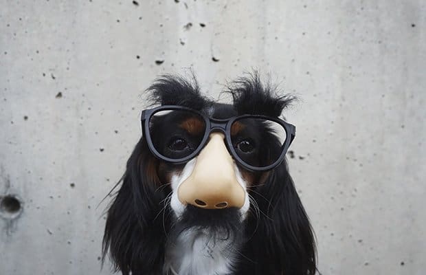 a dog with a disguise to represent imposter syndrome