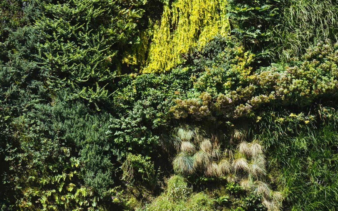 Um, People Are Using Sea Moss For Weight Loss But Does It Work?